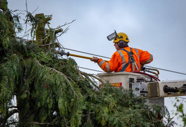 Best Emergency Tree Removal  in Arlington, GA