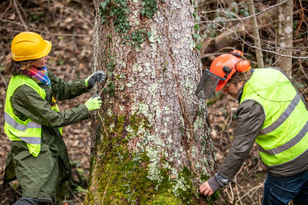 Trusted Arlington, GA Tree Services Experts