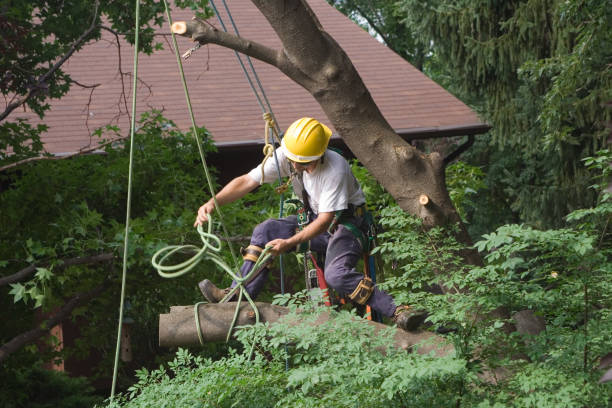 How Our Tree Care Process Works  in  Arlington, GA